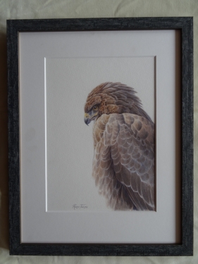 Buizerd